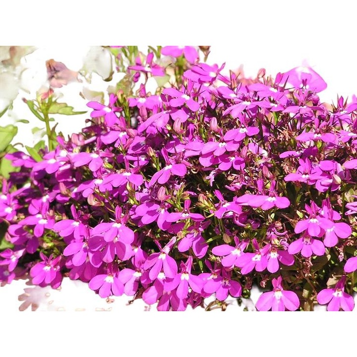 Червена лобелия Атанара, Toraf, 1000 семена