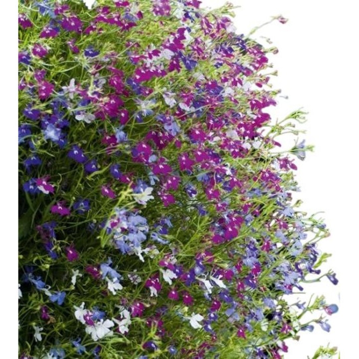 Лобелия Еринус, Toraf, Микс 1000 СЕМЕНА