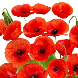 Bulbi, seminte si rasaduri