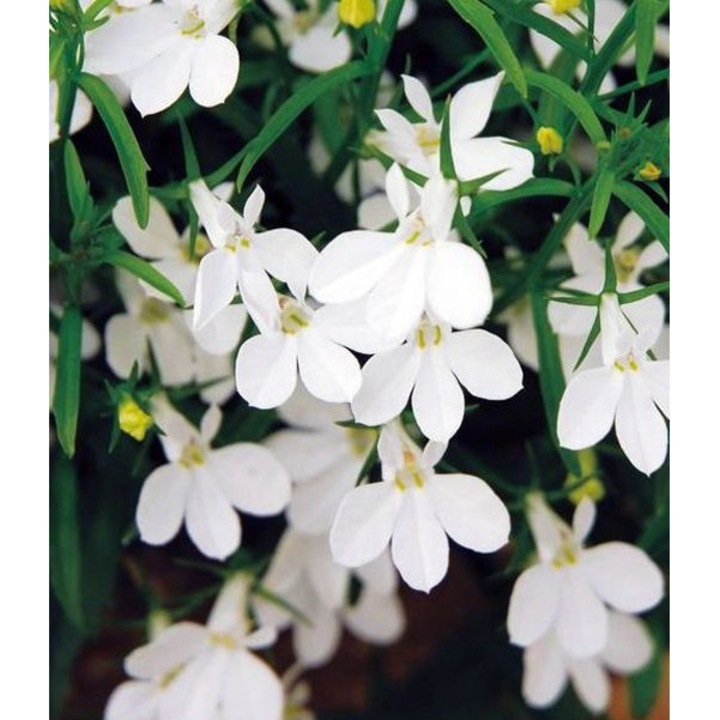 Бяла лобелия, W. Legutko, 1000 СЕМЕНА