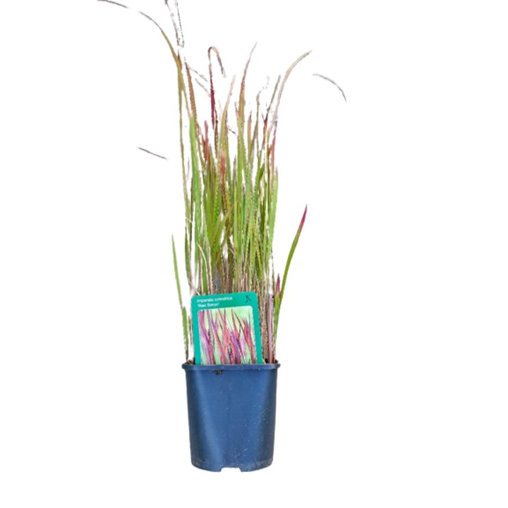 Iarba decorativa - Imperata cylindrica 'Red Baron' la ghiveci V2 -H 40-50 cm