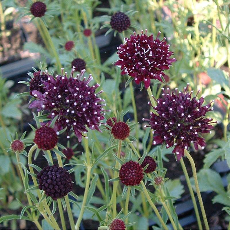 scabiosa-atropurpurea-chile-black-floarea-cu-pernuta-de-ace