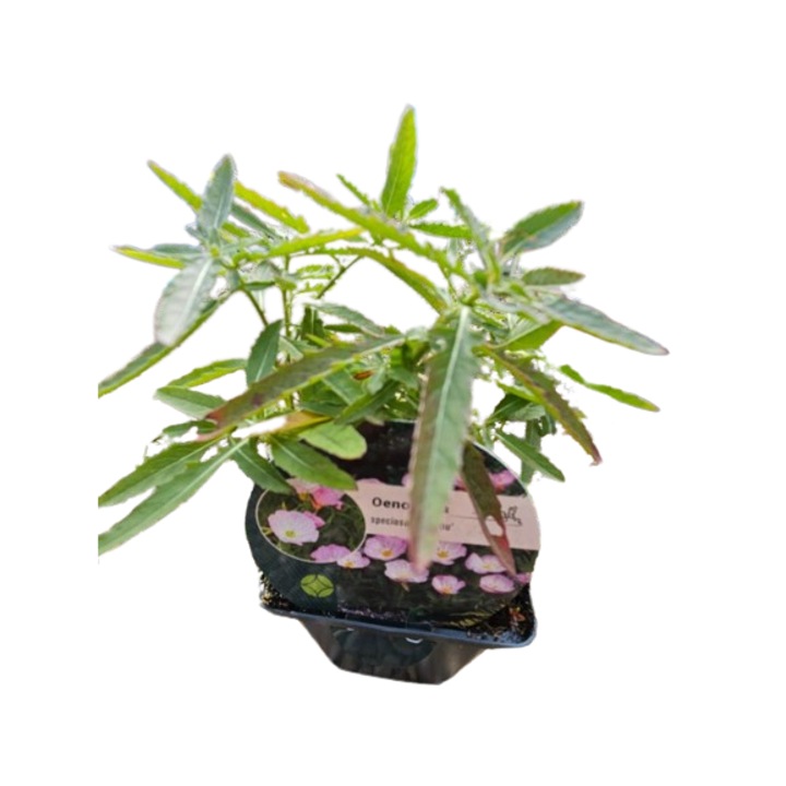 Luminita de Seara - Oenothera speciosa 'Siskiyou' (Evening Primrose) planta perena la ghiveci P9 - H 5-10 cm