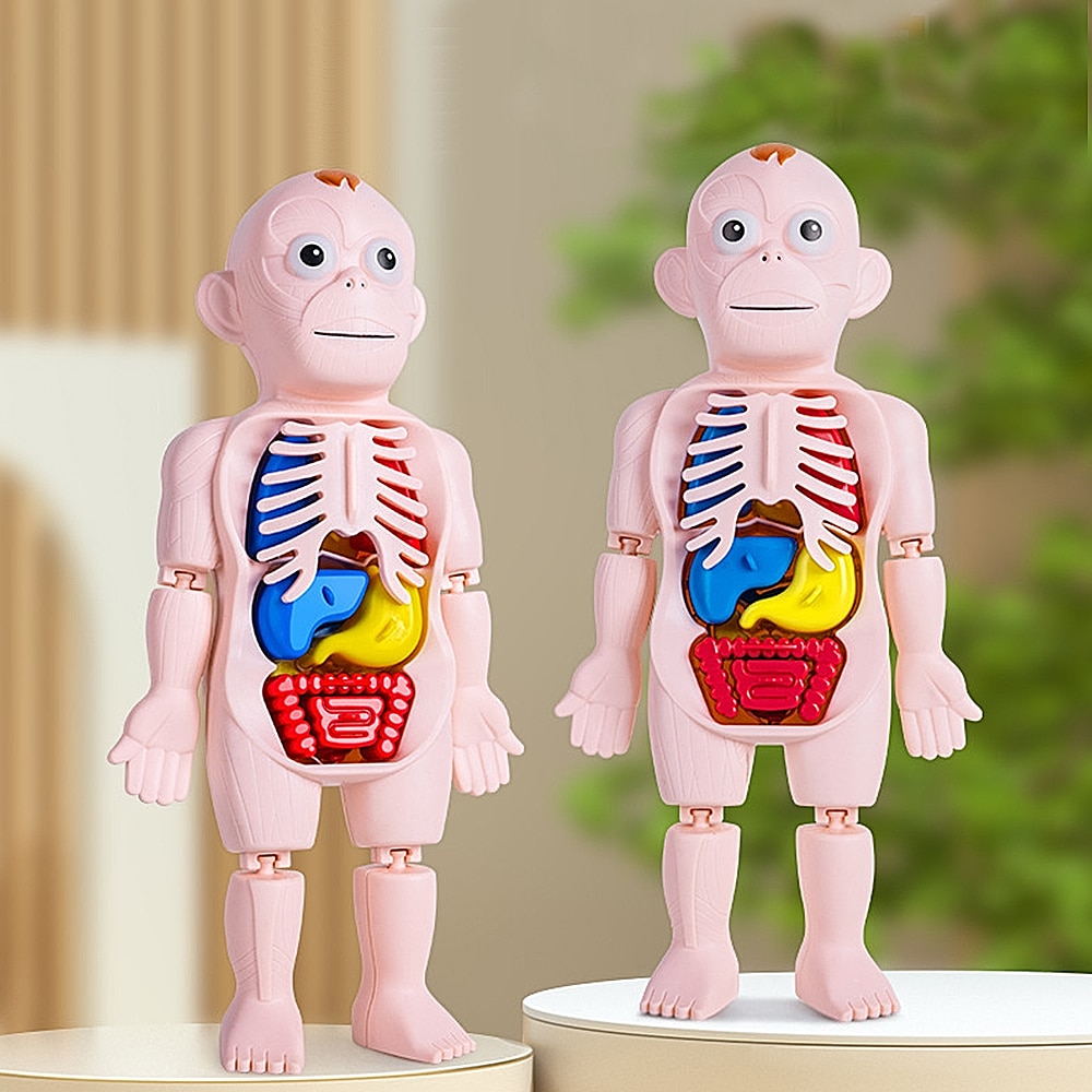 Set de 17 organe umane Modelul, Yefound®, asamblare DIY Kituri de