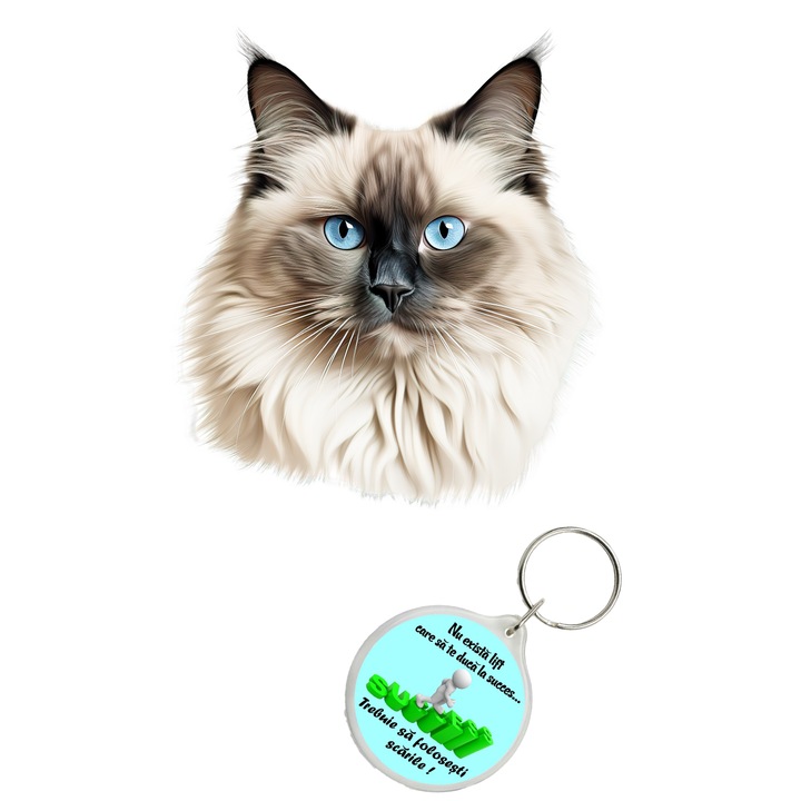 Set sticker decorativ perete, auto si geam, Pisica - Birman model 1, 40 CM si breloc succes