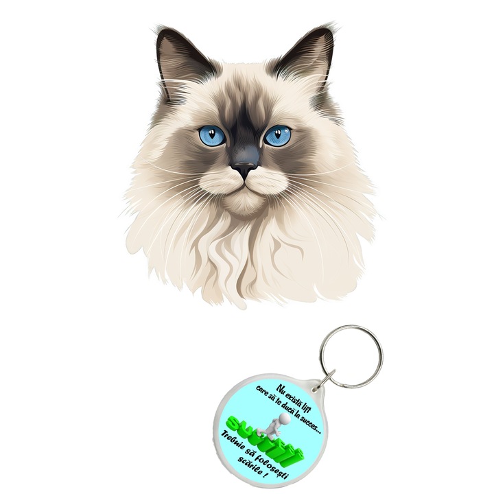 Set sticker decorativ perete, auto si geam, Pisica - Himalayan model 7, 40 CM si breloc succes