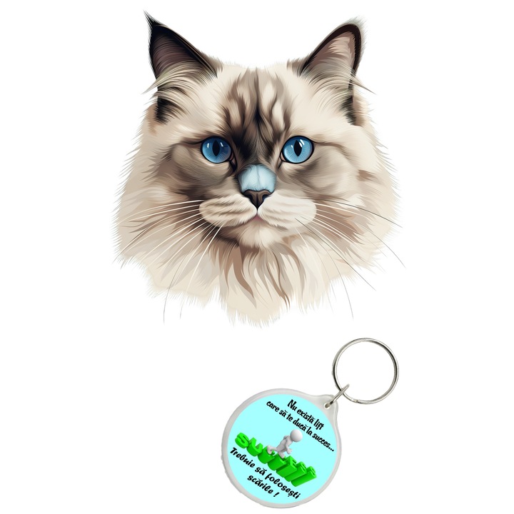 Set sticker decorativ perete, auto si geam, Pisica - Ragdoll model 6, 30 CM si breloc succes