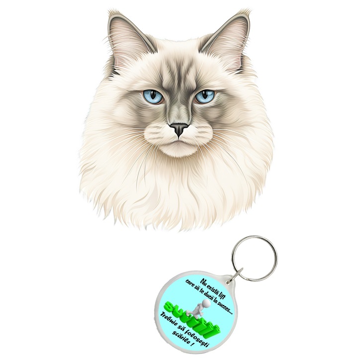Set sticker decorativ perete, auto si geam, Pisica - Ragdoll model 7, 40 CM si breloc succes