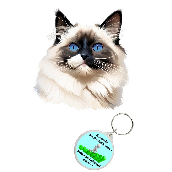 Set sticker decorativ perete, auto si geam, Pisica - Ragdoll model 11, 40 CM si breloc succes