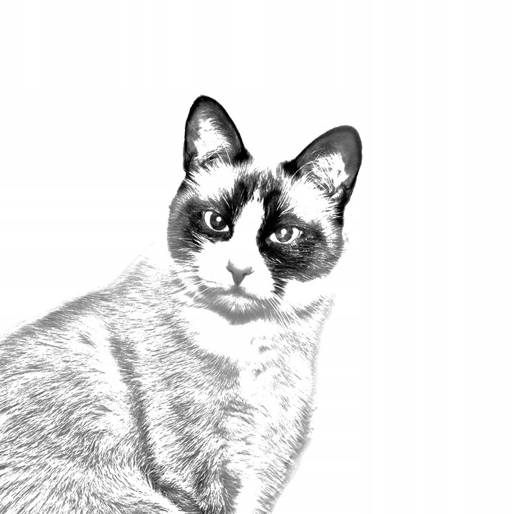 Обеци с принт Snowshoe Cat, Art-Dog, Metal, Silver