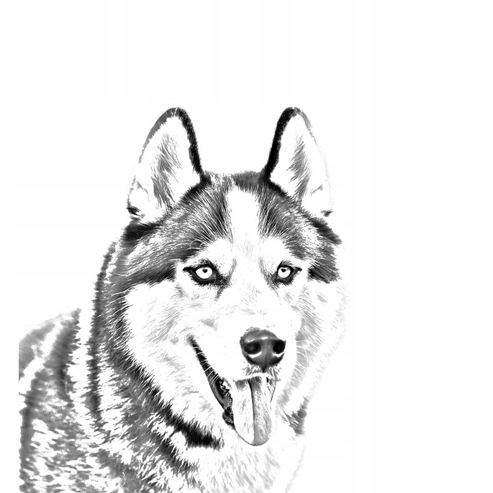 Обеци с принт сибирско хъски, Art-Dog, Метал, Сребро