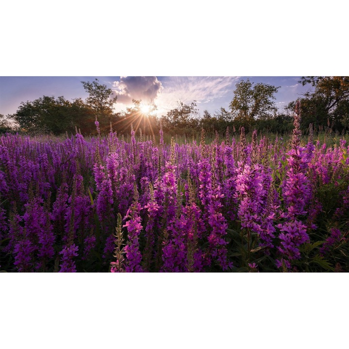 Tablou Canvas, Camp De Flori Mov, 90x50 cm