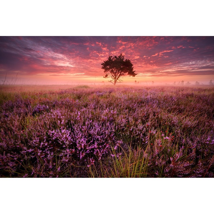 Tablou Canvas, Camp Cu Flori Mov 4, 90x50 cm