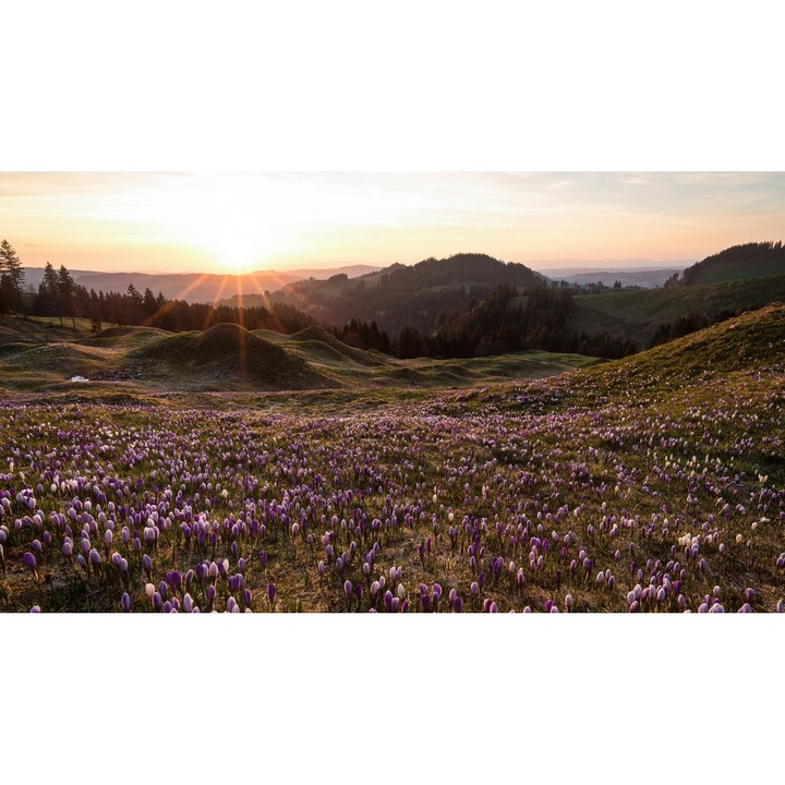 Tablou Canvas, Dealul Cu Flori Mov, 40x30 cm