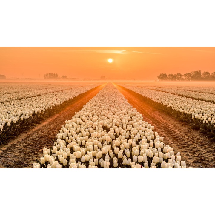 Tablou Canvas, Camp Cu Lalele Albe, 60x40 cm