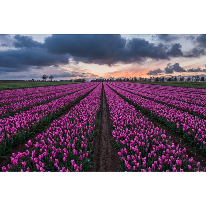 Tablou Canvas, Camp De Lalele Roz 2, 60x40 cm