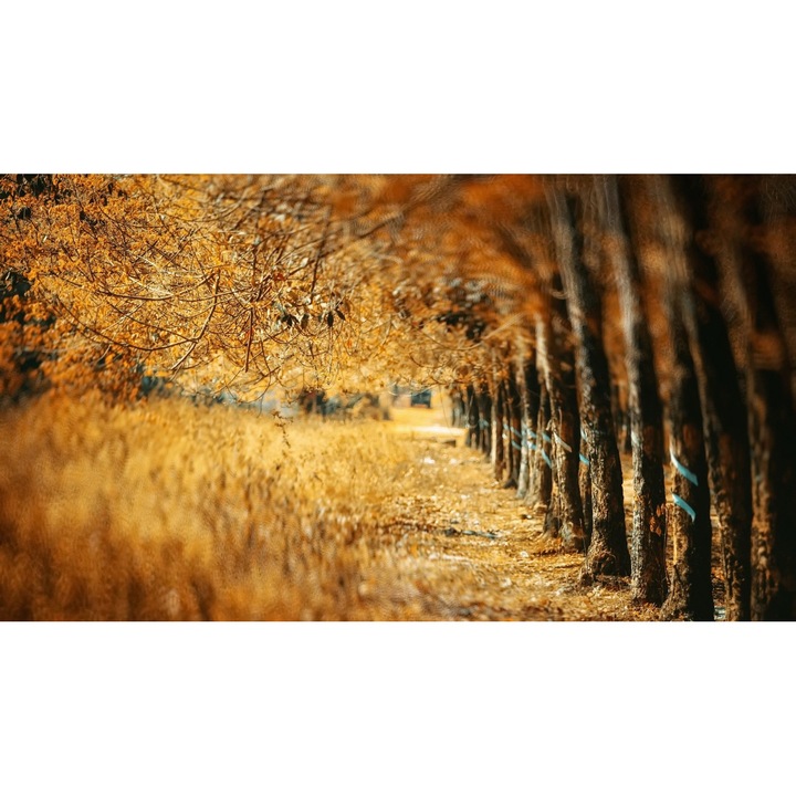 Vászonfestmény, Erdő őszi színekben 11, 40x30 cm
