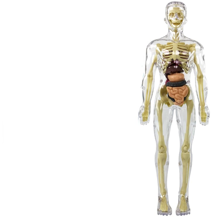 Модел на човешко тяло за деца, 28 см, 6 години+, Многоцветен