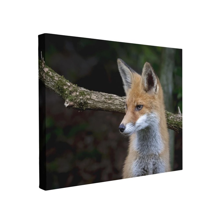 Tablou canvas Intelli®, Decoratiuni moderne pentru Living, Dormitor, Vulpe, F1377, 70x100 cm