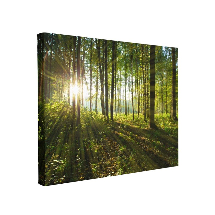 Tablou canvas Intelli®, Decoratiuni moderne pentru Living, Dormitor, Padure, F1390, 30x40 cm