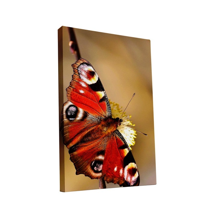 Tablou canvas Intelli®, Decoratiuni moderne pentru Living, Dormitor, Fluture, AH1251, 40x25 cm