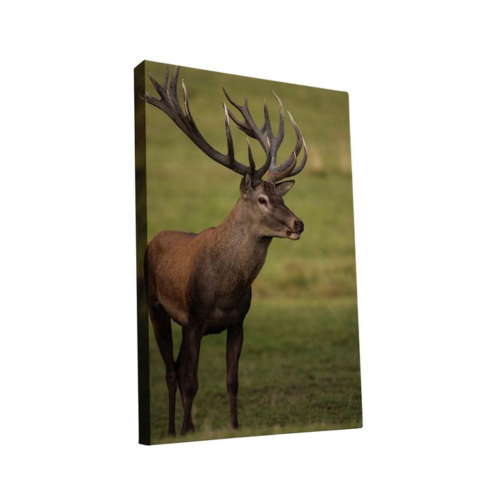 Tablou canvas Intelli®, Decoratiuni moderne pentru Living, Dormitor, Cerb, AH1274, 90x55 cm