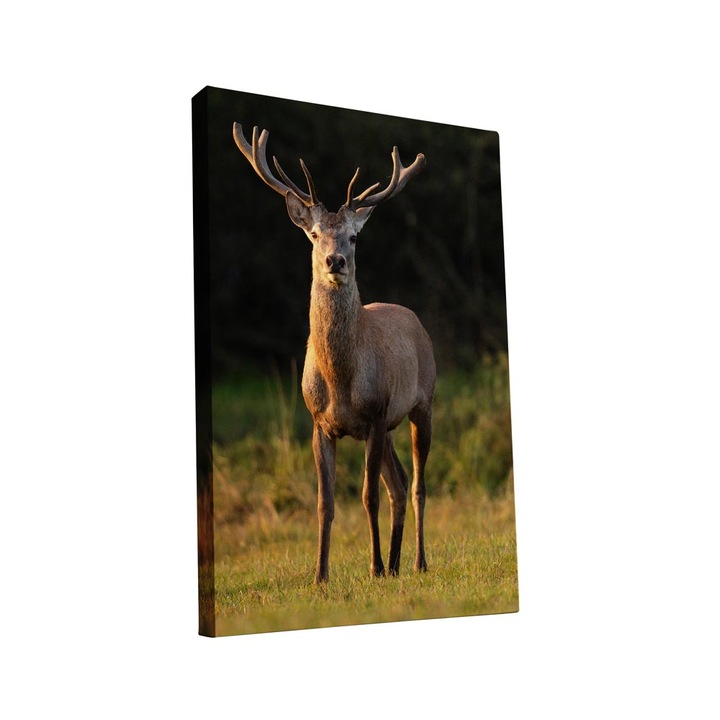 Tablou canvas Intelli®, Decoratiuni moderne pentru Living, Dormitor, Cerb, AH1275, 130x80 cm