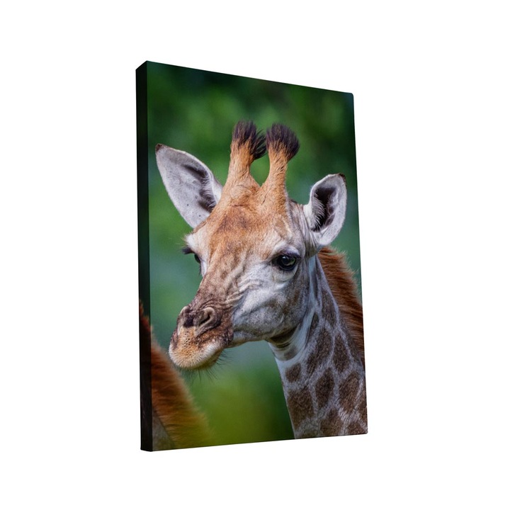 Tablou canvas Intelli®, Decoratiuni moderne pentru Living, Dormitor, Girafa, AH1287, 120x70 cm