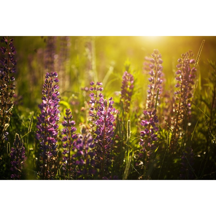 Tablou Canvas, Flori Mov, 40x30 cm