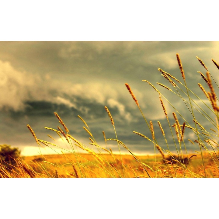 Tablou Canvas, Spice De Grau, 40x30 cm