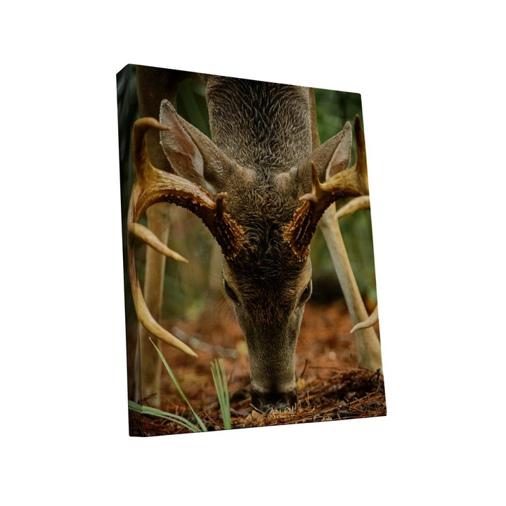 Tablou canvas Intelli®, Decoratiuni moderne pentru Living, Dormitor, Cerb, A1254, 120x80 cm