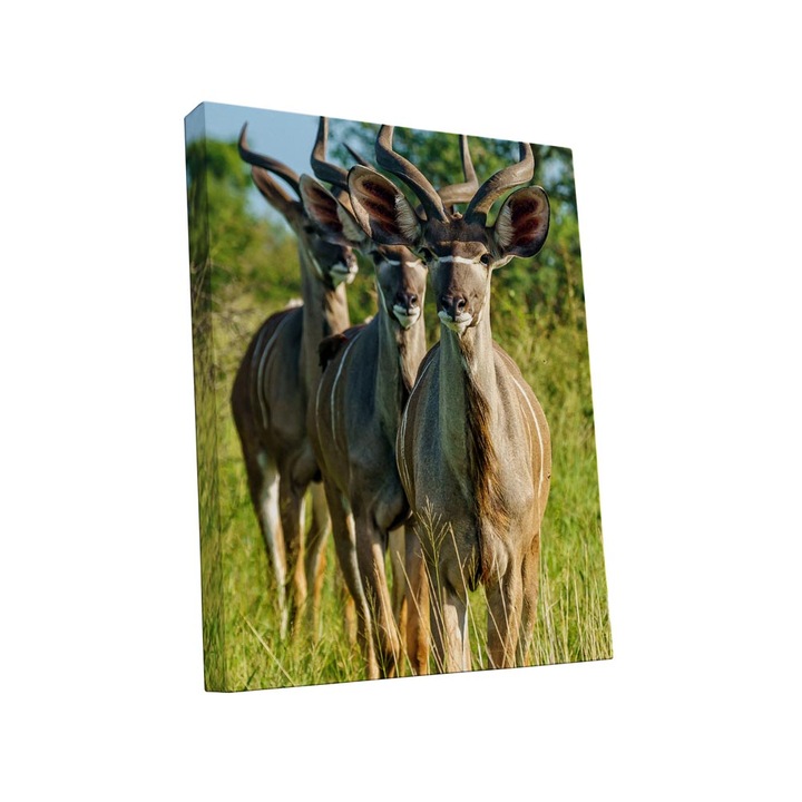 Tablou canvas Intelli®, Decoratiuni moderne pentru Living, Dormitor, Gazele, A1280, 60x40 cm