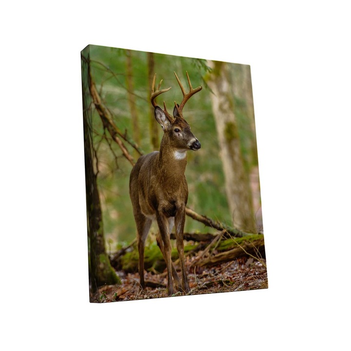 Tablou canvas Intelli®, Decoratiuni moderne pentru Living, Dormitor, Cerb, A1288, 170x110 cm