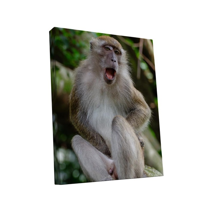 Tablou canvas Intelli®, Decoratiuni moderne pentru Living, Dormitor, Maimuta, A1293, 150x100 cm