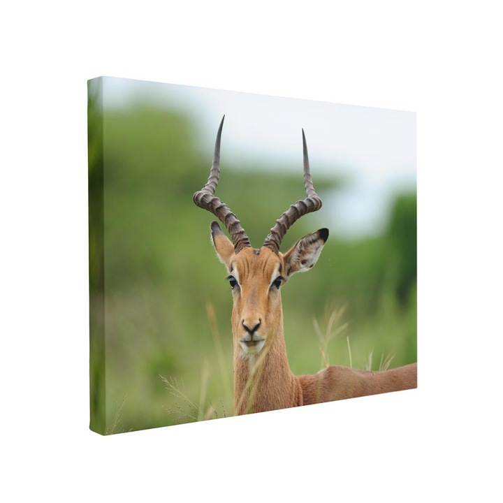 Tablou canvas Intelli®, Decoratiuni moderne pentru Living, Dormitor, Gazela, F1465, 110x170 cm
