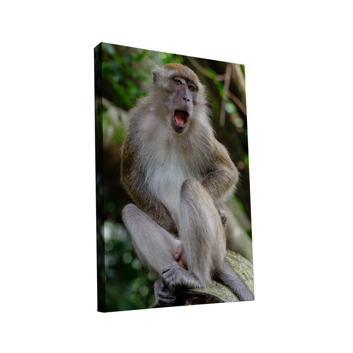 Tablou canvas Intelli®, Decoratiuni moderne pentru Living, Dormitor, Maimuta, AH1293, 80x45 cm