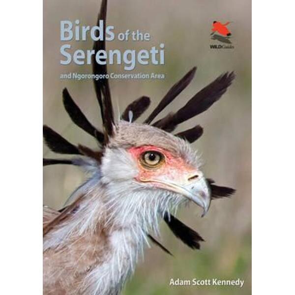 Birds of the Serengeti