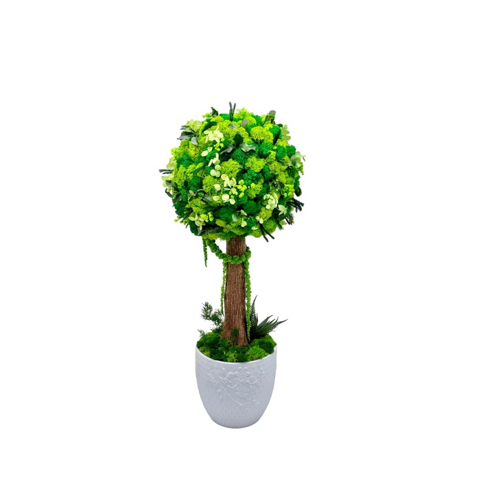 Aranjament floral tip Copacel / Pomisor cu licheni naturali stabilizati si plante naturale criogenate, Eventissimi, Verde, 55 cm, vaza ceramica