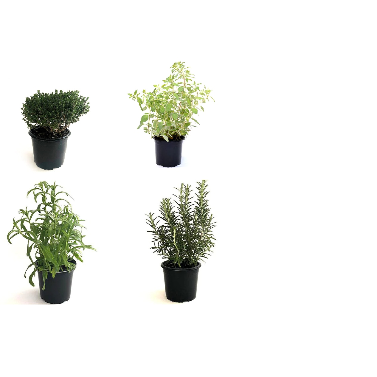 Set de 4 plante aromatice-rozmarin, oregano, tarhon, cimbrisor, Gradina ...