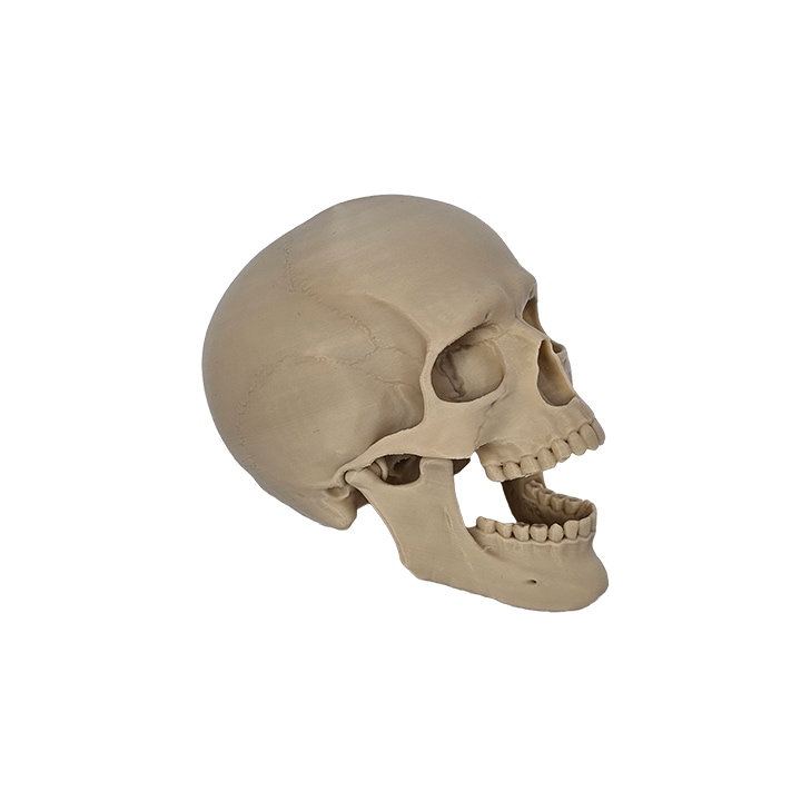 Model de Craniu Articulat, mediu, bone white