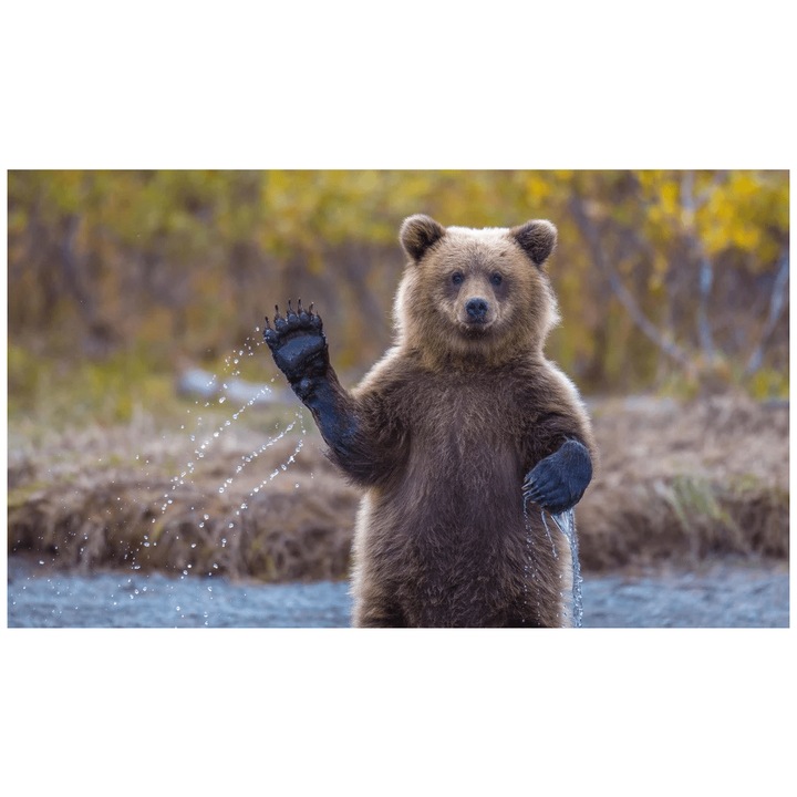 Mozaic cu diamante - tapiterie Rila Crafts, 30x40cm, Bear