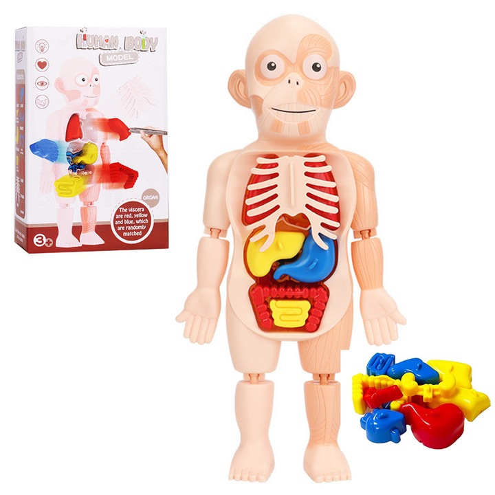Set de 17 organe umane Modelul, EZGETOP® asamblare DIY Kituri de stiinta de invatare Jucarii de 3+ ani kids