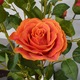 Изкуствено цвете, Роза без саксия, Naimeed D5625, 75x54 см, Оранжев