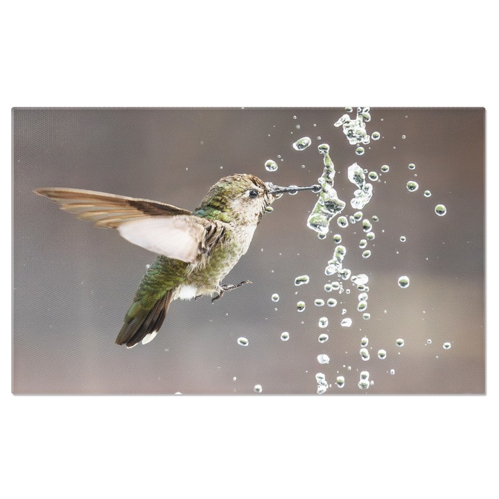 Картина на платно Колибри Анна, мъжки, играе си с фонтана, пие, природа, живи пера, малък 140x90CM