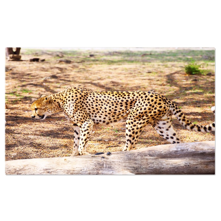 Tablou Canvas Ghepard Animal, Ghepard, Safari, Rezervatie, Iarba 90x60CM
