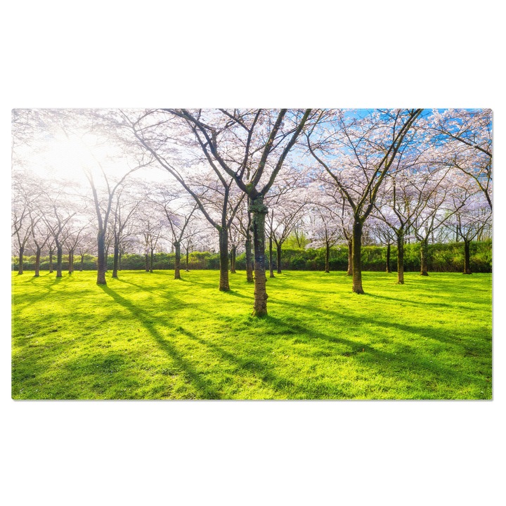 Tablou Canvas Flori de Cires in Gradina Primavara, Gradina, Flori, Sakura, Roz 40x25CM