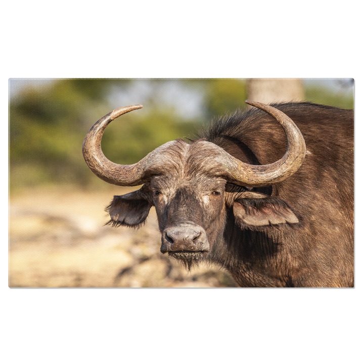 Африканска сова Картина на платно сова, Африка, диво животно, природа, бозайник 100x70CM