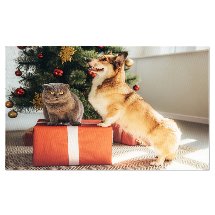 Tablou Canvas Caine Corgi si Pisica Scottish Fold pe Cutie de Cadouri sarbatoare, salut, sarbatori fericite, cadou, haios 70x50CM