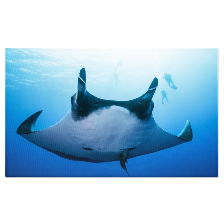 Raia vászonfestmény Óriás Manta Birostris Manta Víz alatti nézet, egy állat, óriás manta, óceán, víz alatti, természet 120x80cm