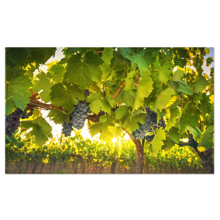Картина на платно Лозя и грозде в лозето Кианти, лозарство, слънце, грозде 120x80CM
